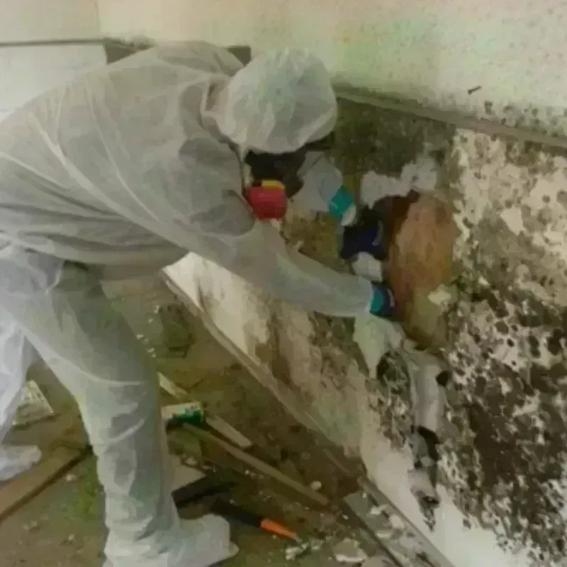 Mold Remediation and Removal in Washington, KS